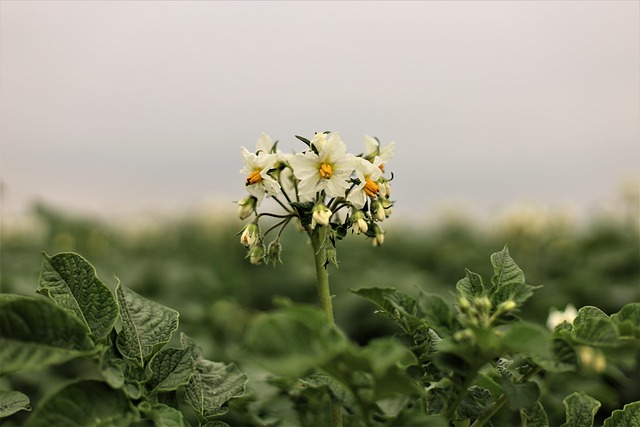 potato plants emerging through earthed-up ridges in County Cork green field