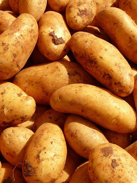 Irish farmer harvesting potatoes in lush green County Cork field