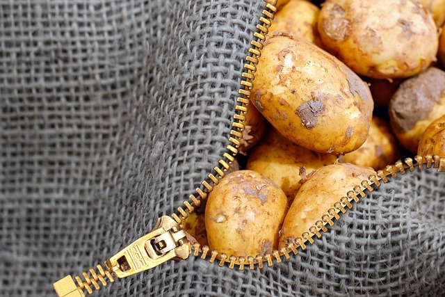 large white Record potatoes suited for baking on linen cloth
