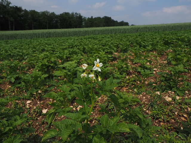 mature hedgerow of hawthorn and blackthorn alongside potato field