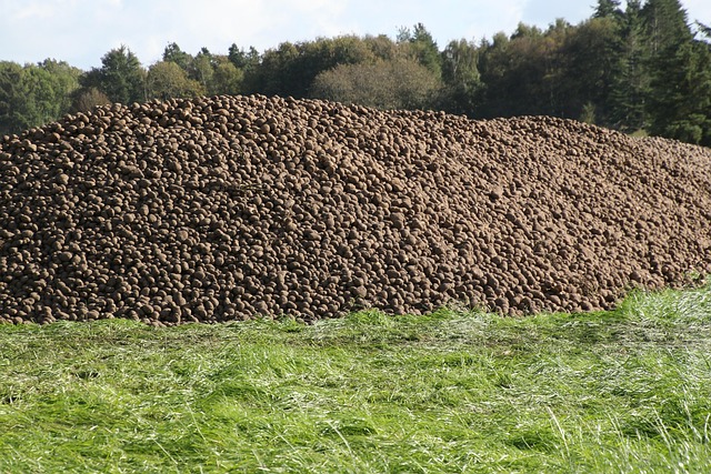 red-skinned Rooster potatoes piled in a wooden harvest crate on Irish farm